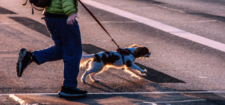 The Label Guide: How to Spot "Filler" Ingredients in Pet Food | PetTrain360